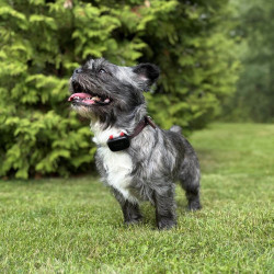 GPS lokator Dogtrace DOG GPS mini