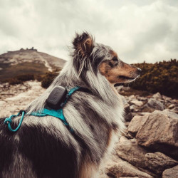 GPS lokator Dogtrace DOG GPS mini