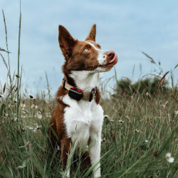 GPS lokator Dogtrace DOG GPS mini