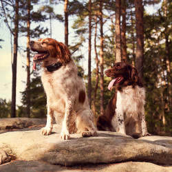 Sledilnik psov Dogtrace DOG GPS X30 Short