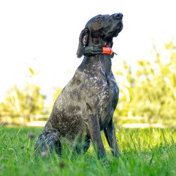 Sledilnik psov Dogtrace DOG GPS X30 Short