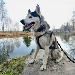 GPS lokator Dogtrace DOG GPS ultra